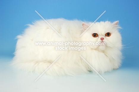 orange eyed white Persian lying down