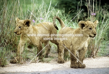 two lion cubs in kruger national park, south africa