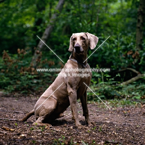 alert weimaraner sitting in woods