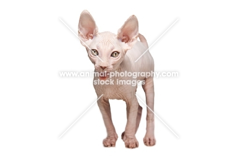 9 week old Sphynx kitten, mouth open