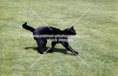 slim black cat striding out