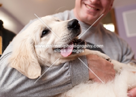 Golden Retriever in male owner's arms with tongue hanging out.