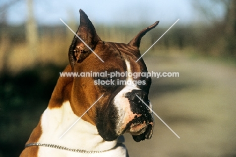 boxer with cropped ears, portrait
