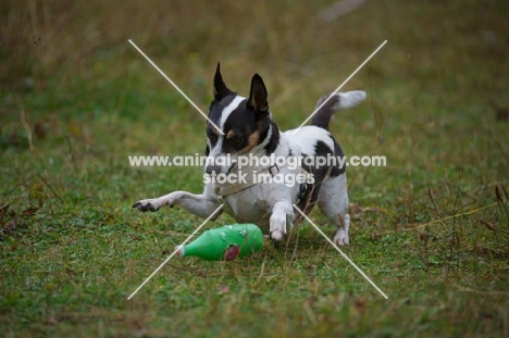 mongrel dog playing with toy