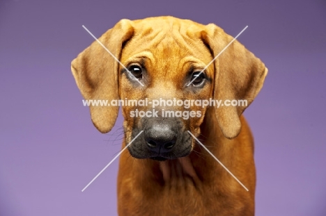 Rhodesian Ridgeback pup portrait