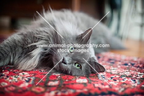 blue cat resting on carpet