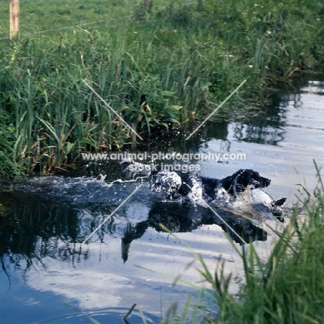 large munsterlander jumping into water