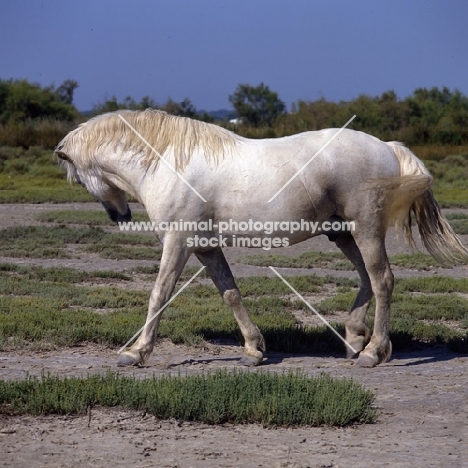 Nuage, Camargue stallion turning head away