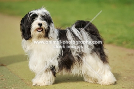 black and white Tibetan Terrier, side view