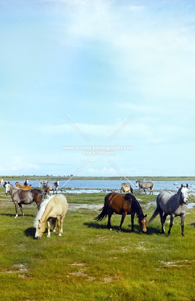 group of Estonian Kleppers in field