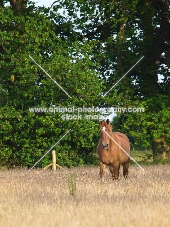 Suffolk Punch in field