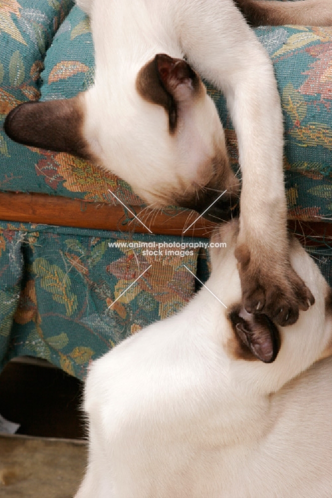 two seal point Siamese cats playing on a sofa