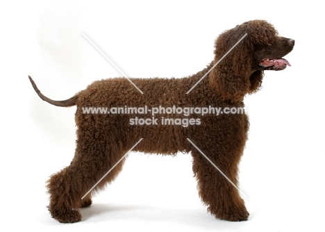 Australian Champion Irish Water Spaniel, looking ahead