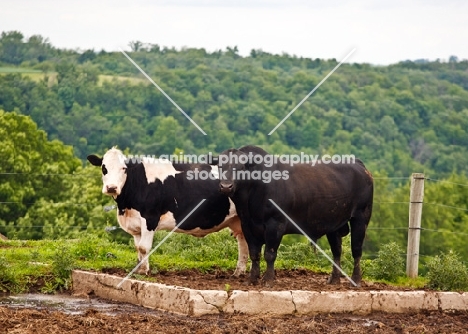 black Aberdeen Angus