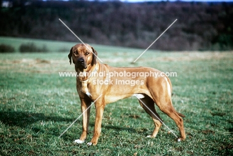 rhodesian ridgeback from mirengo kennels