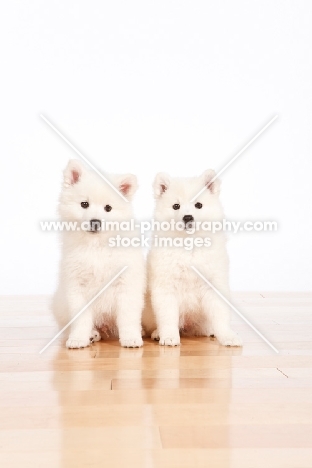 two American Eskimo puppies sitting on floor