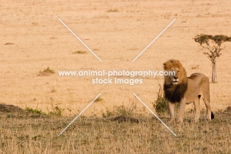 Male Lion surveying the area on an early morning in Masai Mara