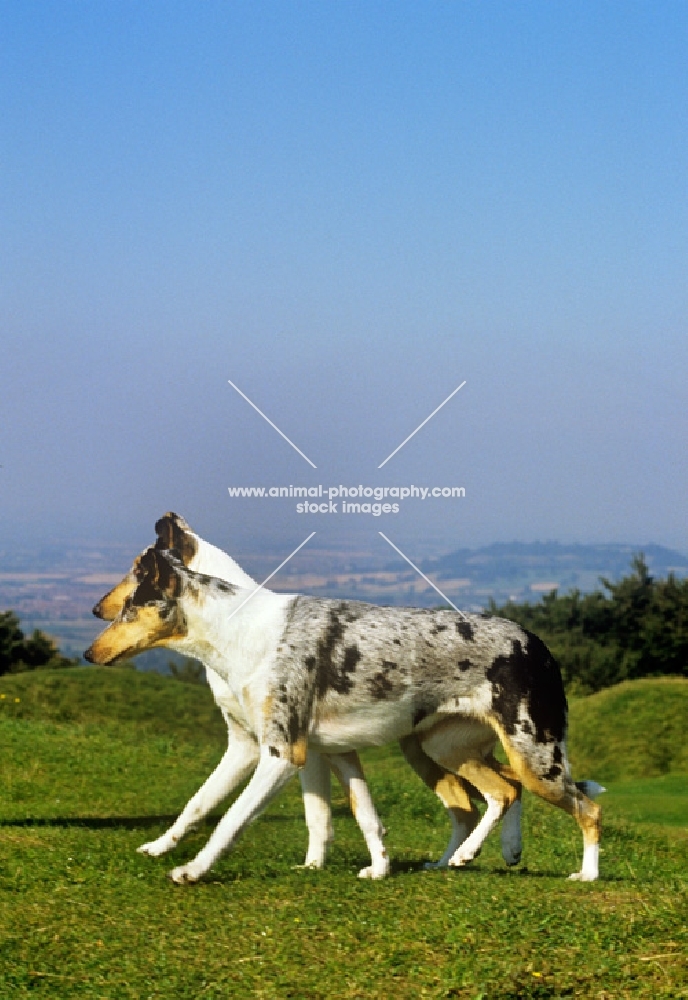 two smooth collies walking in step