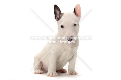 miniature Bull Terrier puppy on white background