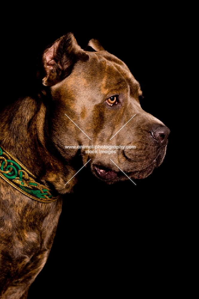 brindle Cane Corso profile on black backdrop