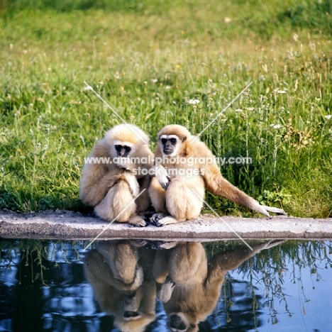 two lar gibbons at whipsnade, Hylobates lar