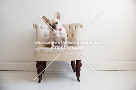 Fawn French Bulldog sitting on matching tan tufted chair.