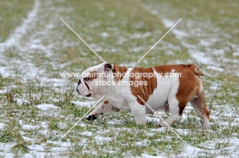 Bulldog walking in snowy field