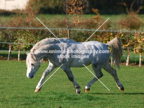 Welsh Mountain Pony (Section A) running