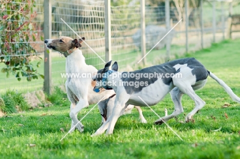 two Lurchers playing in fenced garden