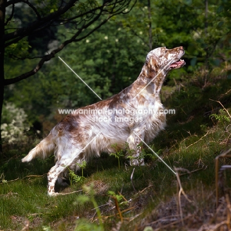 sh ch hello dolly at upperwood,  english setter in woods