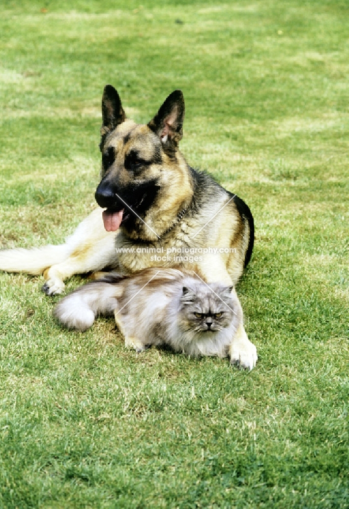 cross looking cat lying quietly with german shepherd dog