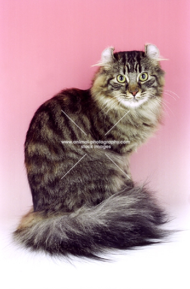 American Curl Longhair sitting on pink background, brown tabby colour