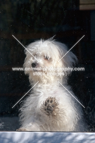 young Bichon Frise near window