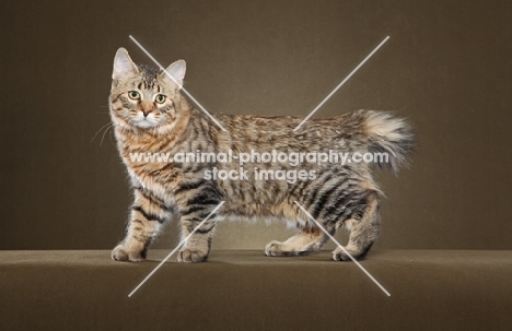 longhaired Pixie Bob cat