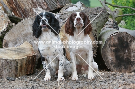 two English Springer Spaniels