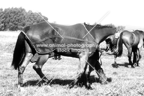 competitor at  luhmuhlen horse trials walking wearing an anti-sweat mesh rug