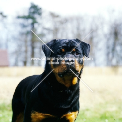 joe , chesara kennels, portrait of rottweiler