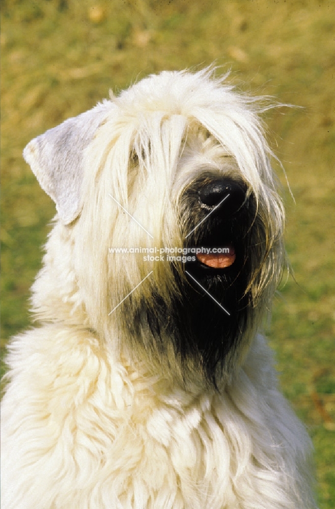 Irish Soft Coated Wheaten Terrier