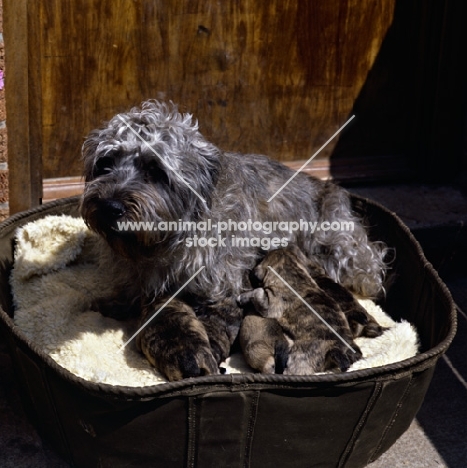 malsville moody blue of farni,  glen of imaal terrier with her litter of puppies