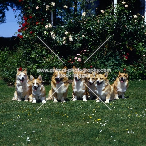 group of pembroke corgis, lees kennel, sitting in a garden