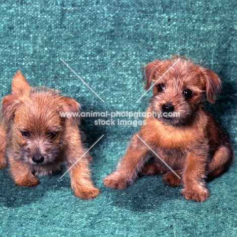 two norfolk terrier puppies sitting