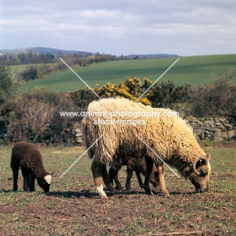 portland ewe and two lambs
(one cross bred lamb)
