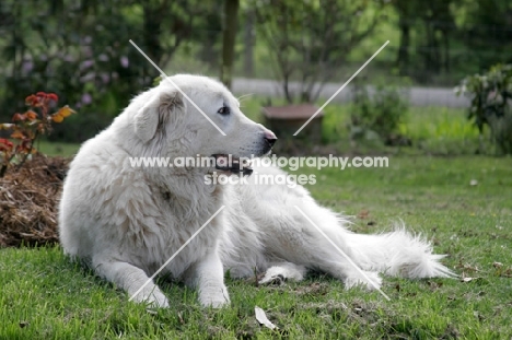 Maremma Sheepdog lying down on grass