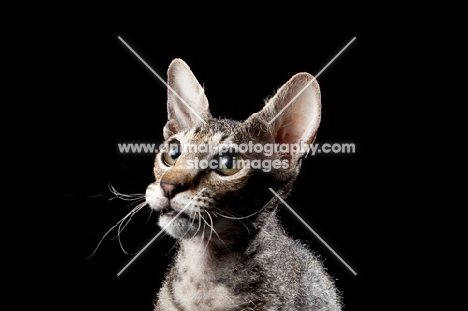 young peterbald cat