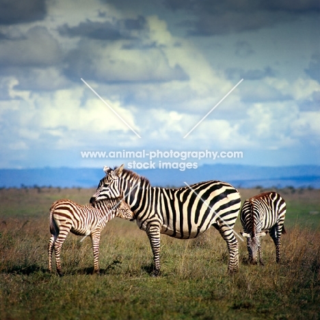 zebras in nairobi national park