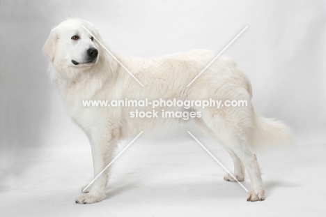 Australian Champion Maremma Sheepdog