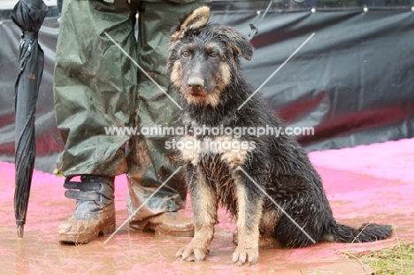 German Shepherd puppy, all wet and muddy