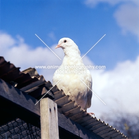 white dove on a roof