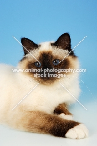 young seal pointed Birman cat on pastel background