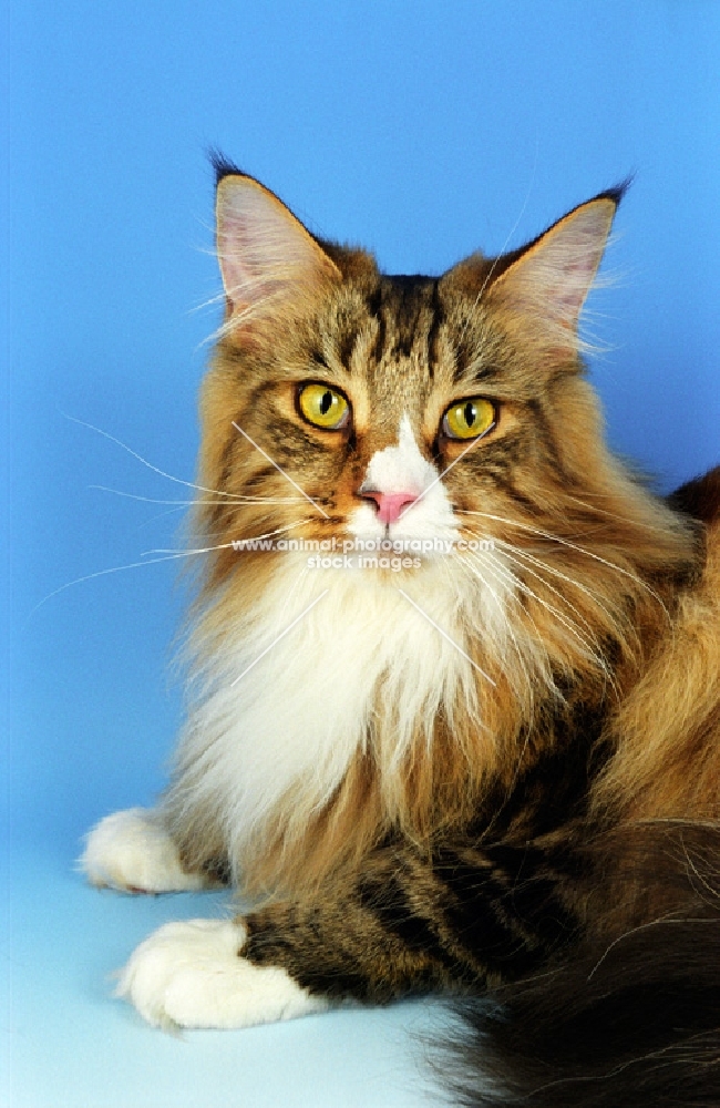 Classic Tabby and White Maine Coon